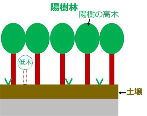 陽樹 陰樹|陰樹の特徴と陽樹の特徴 違いも解説 – 庭師の独り言